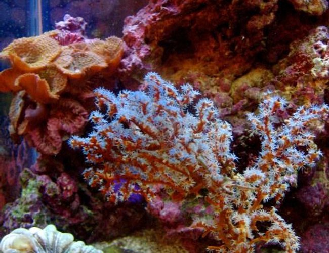corals inverts - acalycigorgia sp. - blue sea fan stocking in 30 gallons tank - This is Blue Indo-Pacific Gorgonian! corals inverts - acalycigorgia sp. - blue sea fan stocking in 30 gallons tank - This is Blue Indo-Pacific Gorgonian!