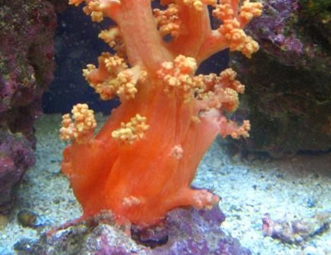 corals inverts - dendronephthya sp. - carnation tree coral stocking in 30 gallons tank - This is my orange carnation coral! corals inverts - dendronephthya sp. - carnation tree coral stocking in 30 gallons tank - This is my orange carnation coral!