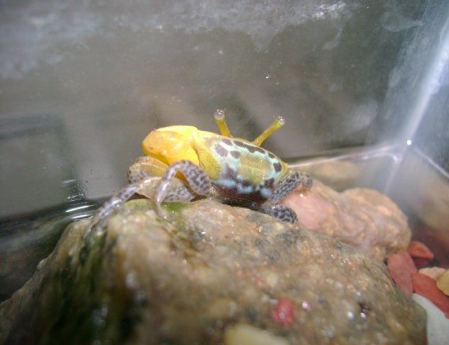 corals inverts - uca pugnax - fiddler crab stocking in 50 gallons tank - crabby..!! corals inverts - uca pugnax - fiddler crab stocking in 50 gallons tank - crabby..!!
