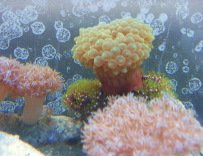 corals inverts - entacmaea quadricolor - bulb anemone stocking in 55 gallons tank - gbta on gsp's corals inverts - entacmaea quadricolor - bulb anemone stocking in 55 gallons tank - gbta on gsp's
