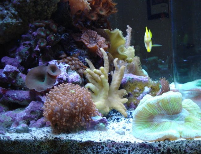 corals inverts - trachyphyllia geoffroyi - brain coral stocking in 34 gallons tank - Left Side corals inverts - trachyphyllia geoffroyi - brain coral stocking in 34 gallons tank - Left Side