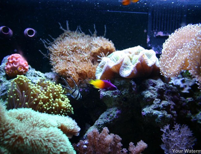 corals inverts - sarcophyton sp. - toadstool mushroom leather coral stocking in 34 gallons tank - more pics corals inverts - sarcophyton sp. - toadstool mushroom leather coral stocking in 34 gallons tank - more pics