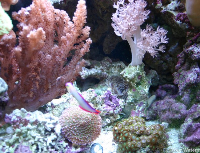 corals inverts - scleronephthya sp. - flower tree coral stocking in 34 gallons tank - more pics corals inverts - scleronephthya sp. - flower tree coral stocking in 34 gallons tank - more pics