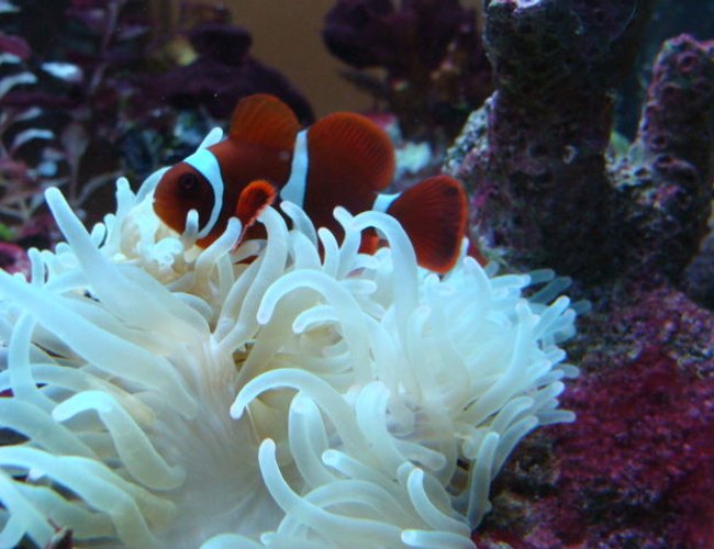 corals inverts - condylactis gigantea - condy anemone stocking in 75 gallons tank - mine corals inverts - condylactis gigantea - condy anemone stocking in 75 gallons tank - mine