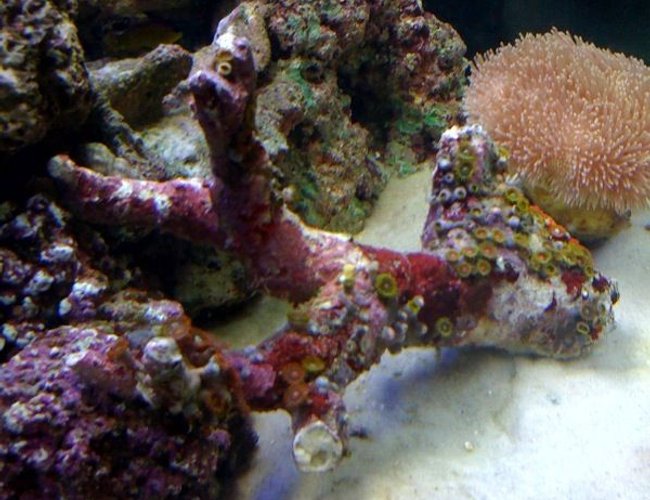 corals inverts - sarcophyton sp. - toadstool mushroom leather coral stocking in 29 gallons tank - Mushroom is bigger now and polyps have grown some corals inverts - sarcophyton sp. - toadstool mushroom leather coral stocking in 29 gallons tank - Mushroom is bigger now and polyps have grown some