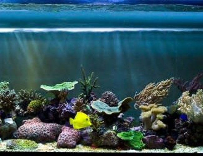 corals inverts - montipora capricornis - green apple cap coral stocking in 125 gallons tank - updated nov 17 corals inverts - montipora capricornis - green apple cap coral stocking in 125 gallons tank - updated nov 17