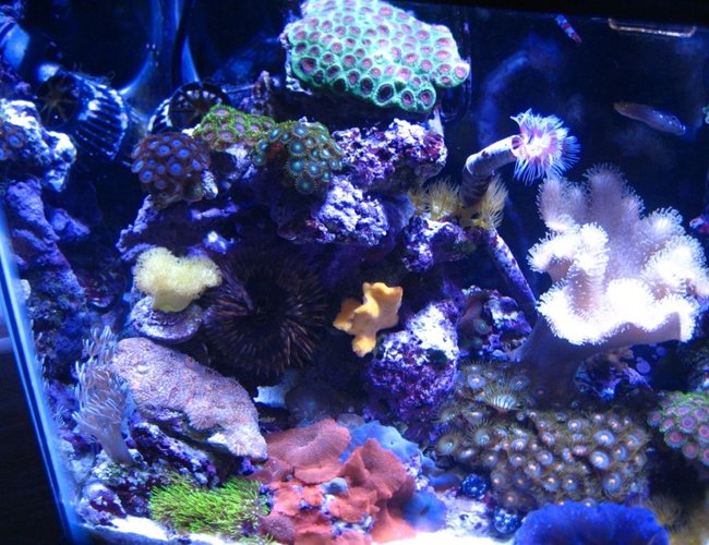 corals inverts - sarcophyton elegans - yellow fiji leather coral stocking in 75 gallons tank - 10G nano left side corals inverts - sarcophyton elegans - yellow fiji leather coral stocking in 75 gallons tank - 10G nano left side