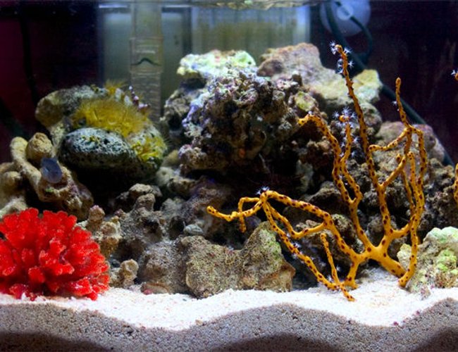 corals inverts - diodogorgia nodulifera - yellow finger gorgonian stocking in 26 gallons tank - Updated picture of my three gallon nano. corals inverts - diodogorgia nodulifera - yellow finger gorgonian stocking in 26 gallons tank - Updated picture of my three gallon nano.