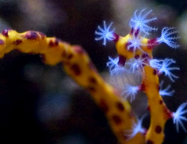 corals inverts - diodogorgia nodulifera - yellow finger gorgonian stocking in 26 gallons tank - Yellow gorgonian. corals inverts - diodogorgia nodulifera - yellow finger gorgonian stocking in 26 gallons tank - Yellow gorgonian.