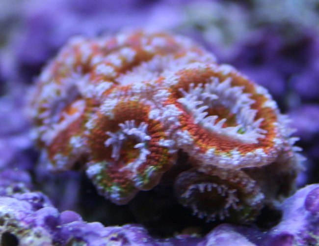 corals inverts - acanthastrea echinata - rainbow acan stocking in 110 gallons tank - Rainbow Acan corals inverts - acanthastrea echinata - rainbow acan stocking in 110 gallons tank - Rainbow Acan
