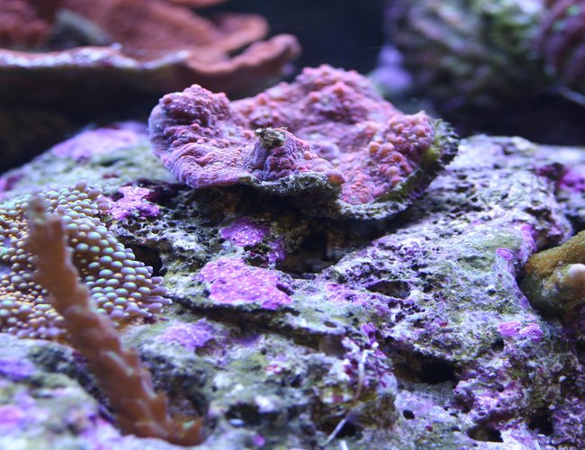 corals inverts - rhodactis sp. - lavender mushroom stocking in 110 gallons tank - Misc corals inverts - rhodactis sp. - lavender mushroom stocking in 110 gallons tank - Misc