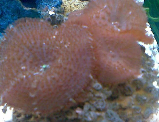 corals inverts - actinodiscus sp. - red mushroom stocking in 50 gallons tank - mushroom coral corals inverts - actinodiscus sp. - red mushroom stocking in 50 gallons tank - mushroom coral