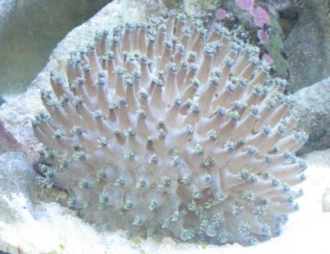corals inverts - goniopora sp. - flower pot coral stocking in 110 gallons tank - flower pot coral corals inverts - goniopora sp. - flower pot coral stocking in 110 gallons tank - flower pot coral