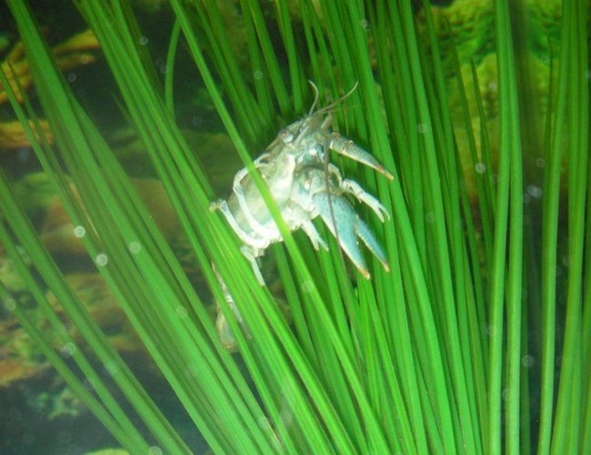 corals inverts - procambarus sp. - hammers cobalt blue lobster stocking in 75 gallons tank - crawdad resting corals inverts - procambarus sp. - hammers cobalt blue lobster stocking in 75 gallons tank - crawdad resting