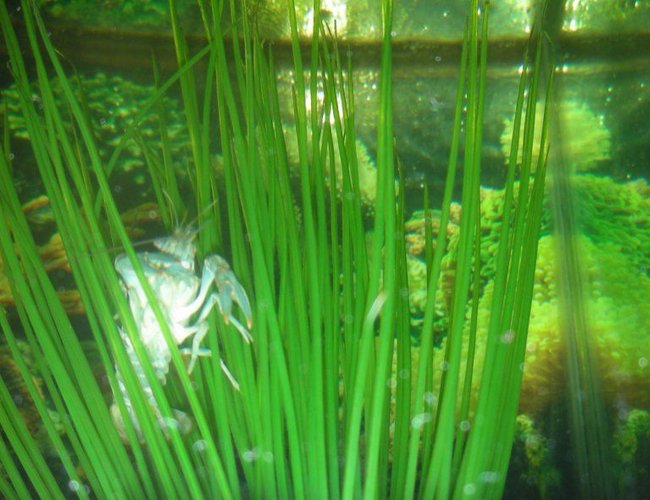 corals inverts - procambarus sp. - hammers cobalt blue lobster stocking in 75 gallons tank - crawfish crawling corals inverts - procambarus sp. - hammers cobalt blue lobster stocking in 75 gallons tank - crawfish crawling