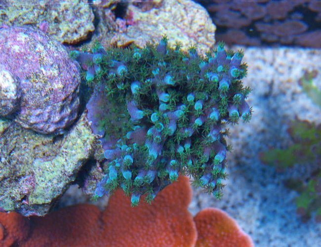 corals inverts - acropora tortuosa - blue tortuosa stocking in 75 gallons tank - Top Down shot of Blue Tortuosa corals inverts - acropora tortuosa - blue tortuosa stocking in 75 gallons tank - Top Down shot of Blue Tortuosa