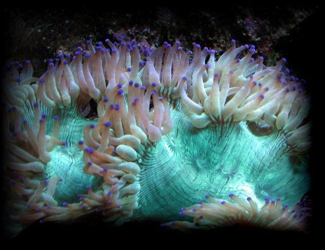 corals inverts - catalaphyllia jardinei - elegance coral stocking in 125 gallons tank - Blue tip aussi elegance corals inverts - catalaphyllia jardinei - elegance coral stocking in 125 gallons tank - Blue tip aussi elegance