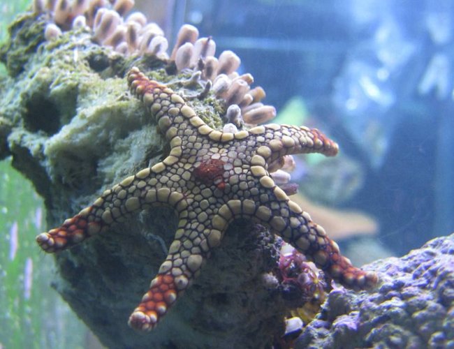 corals inverts - fromia sp. - marble sea star stocking in 125 gallons tank - Marble Sea Star, my newest addition corals inverts - fromia sp. - marble sea star stocking in 125 gallons tank - Marble Sea Star, my newest addition