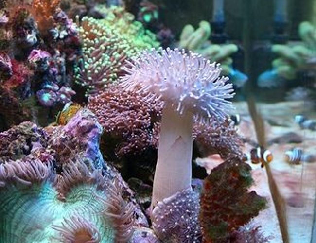 corals inverts - catalaphyllia jardinei - elegance coral stocking in 40 gallons tank - It would take a long time to list all the coral we have.... corals inverts - catalaphyllia jardinei - elegance coral stocking in 40 gallons tank - It would take a long time to list all the coral we have....