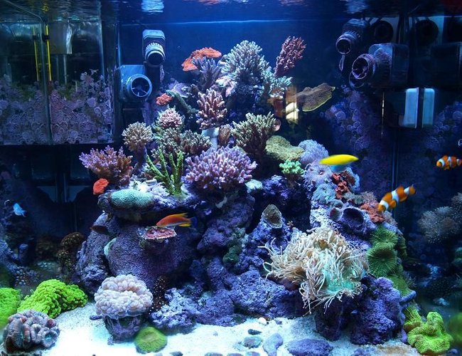 corals inverts - catalaphyllia jardinei - elegance coral stocking in 100 gallons tank - SPS Dominated Reef tank corals inverts - catalaphyllia jardinei - elegance coral stocking in 100 gallons tank - SPS Dominated Reef tank
