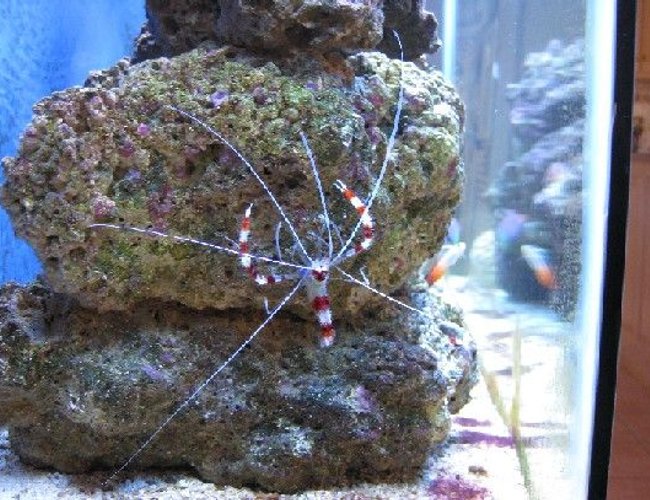 corals inverts - stenopus hispidus - banded coral shrimp stocking in 55 gallons tank - Banded Coral Shrimp corals inverts - stenopus hispidus - banded coral shrimp stocking in 55 gallons tank - Banded Coral Shrimp