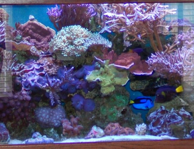 corals inverts - montipora capricornis - montipora capricornis, red/orange stocking in 125 gallons tank - 125 Gallon - 6 width x 18 depth x 24 height with a 55 gallon refugium underneath. 4 x 175 watt Metal Halide - 14k's, 9 Moonlights, 2 x 6ft VHO's. I have a phosphate reactor, Aquamedic Turboflotor Protein Skimmer, Knop Calcium reactor w/ Milwalkee PH monitor, Ozonizer - Red Sea, Pinpoint PH monitor, 2 x Tunze 6100 streams w/multi-controller. R/O waterAll supreme mag pumps and a hp Coralife Chiller. corals inverts - montipora capricornis - montipora capricornis, red/orange stocking in 125 gallons tank - 125 Gallon - 6 width x 18 depth x 24 height with a 55 gallon refugium underneath. 4 x 175 watt Metal Halide - 14k's, 9 Moonlights, 2 x 6ft VHO's. I have a phosphate reactor, Aquamedic Turboflotor Protein Skimmer, Knop Calcium reactor w/ Milwalkee PH monitor, Ozonizer - Red Sea, Pinpoint PH monitor, 2 x Tunze 6100 streams w/multi-controller. R/O waterAll supreme mag pumps and a hp Coralife Chiller.