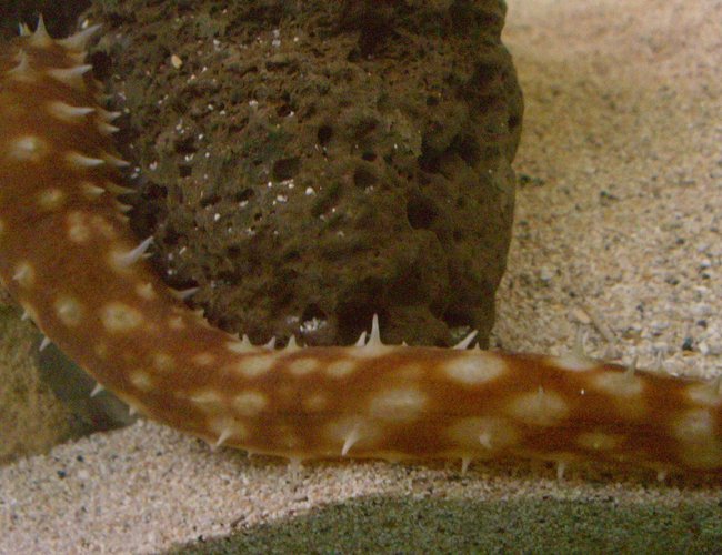 corals inverts - holothuria sp. - sea cucumber, tiger tail stocking in 125 gallons tank - Spiny cucumber !!! corals inverts - holothuria sp. - sea cucumber, tiger tail stocking in 125 gallons tank - Spiny cucumber !!!