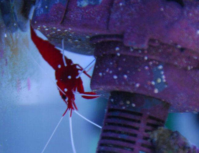 corals inverts - lysmata debelius - blood red fire shrimp stocking in 20 gallons tank - Fire shrimp, hiding from the clown fish. corals inverts - lysmata debelius - blood red fire shrimp stocking in 20 gallons tank - Fire shrimp, hiding from the clown fish.