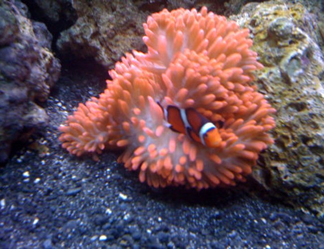 corals inverts - entacmaea quadricolor - rose bulb anemone stocking in 144 gallons tank - Clown in Rose Bubble Anemone corals inverts - entacmaea quadricolor - rose bulb anemone stocking in 144 gallons tank - Clown in Rose Bubble Anemone