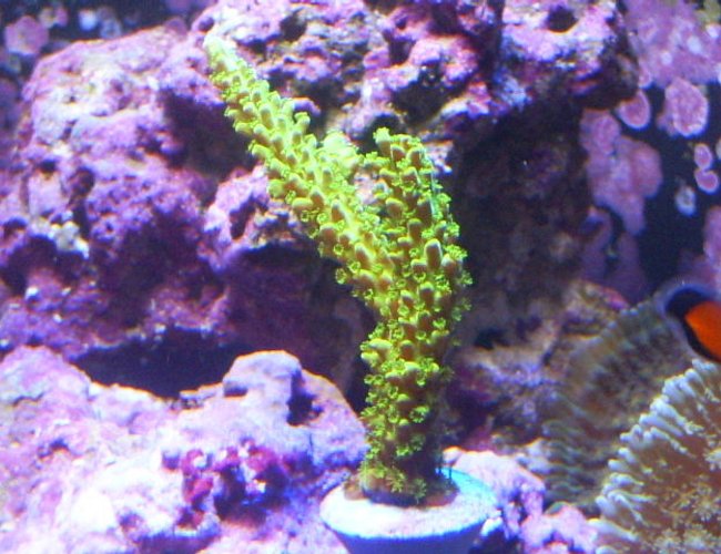 corals inverts - acropora yongei - bali green slimer stocking in 24 gallons tank - Neon green Acro corals inverts - acropora yongei - bali green slimer stocking in 24 gallons tank - Neon green Acro