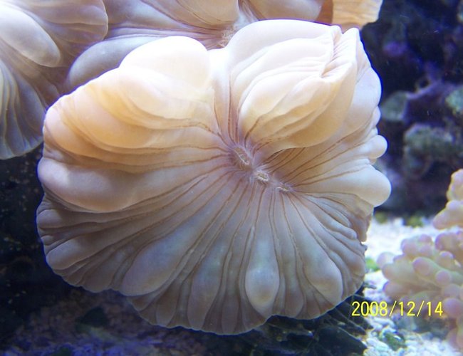 corals inverts - nemanzophyllia turbida - fox coral stocking in 75 gallons tank - Fox Coral corals inverts - nemanzophyllia turbida - fox coral stocking in 75 gallons tank - Fox Coral