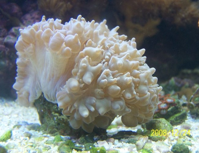 corals inverts - physogyra sp. - bubble coral stocking in 75 gallons tank - Bubble Coral corals inverts - physogyra sp. - bubble coral stocking in 75 gallons tank - Bubble Coral