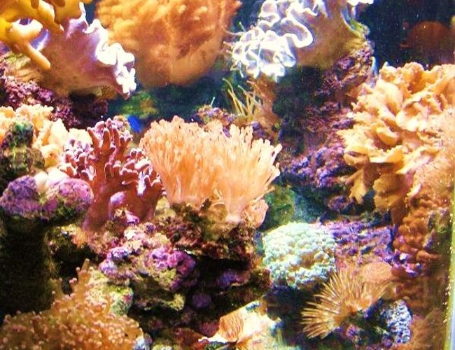 corals inverts - xenia sp. - white pom pom xenia stocking in 150 gallons tank - looking in from the left side. with my new xenia at center. corals inverts - xenia sp. - white pom pom xenia stocking in 150 gallons tank - looking in from the left side. with my new xenia at center.