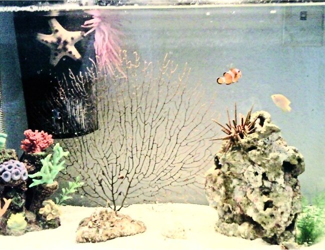 corals inverts - eucidaris tribuloides - pencil urchin stocking in 20 gallons tank - In this picture is 3 Damsels (1 yellow, 2 black with white spots), 1 Clownfish, 1 Chocolate chip starfish, sea anemone, live rock, fake coral :P, 1 Sea Urchin, and some lovley daisys.
ive recently gained more family, so i'll update my picture soon thanks! corals inverts - eucidaris tribuloides - pencil urchin stocking in 20 gallons tank - In this picture is 3 Damsels (1 yellow, 2 black with white spots), 1 Clownfish, 1 Chocolate chip starfish, sea anemone, live rock, fake coral :P, 1 Sea Urchin, and some lovley daisys.
ive recently gained more family, so i'll update my picture soon thanks!