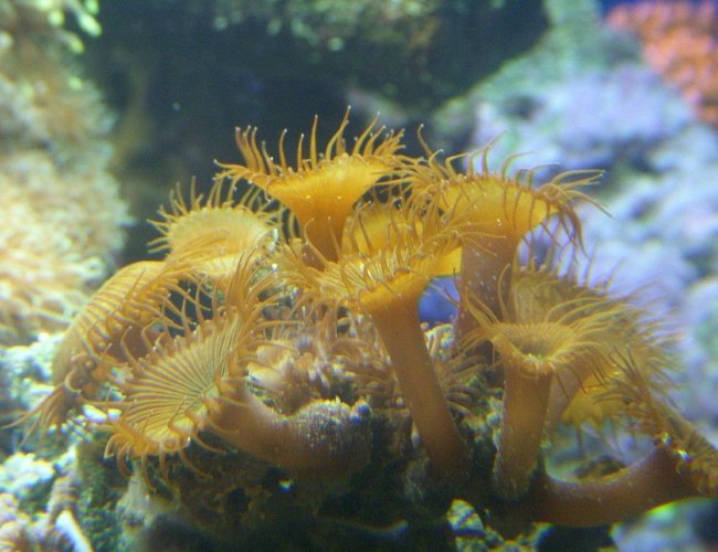 corals inverts - protopalythoa sp. - button polyp stocking in 150 gallons tank - button polyps corals inverts - protopalythoa sp. - button polyp stocking in 150 gallons tank - button polyps