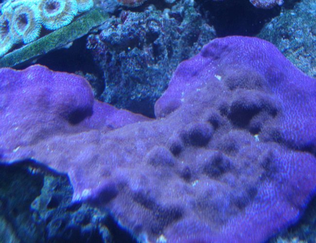 corals inverts - montipora peltiformis - purple polyp plating montipora coral stocking in 220 gallons tank - Purple Monte corals inverts - montipora peltiformis - purple polyp plating montipora coral stocking in 220 gallons tank - Purple Monte