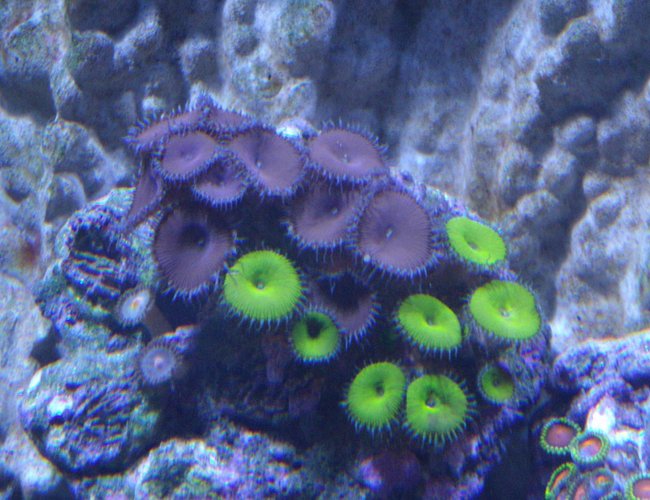 corals inverts - protopalythoa sp. - button polyp stocking in 220 gallons tank - Zoas corals inverts - protopalythoa sp. - button polyp stocking in 220 gallons tank - Zoas