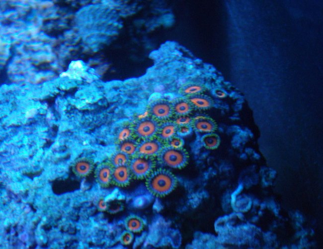 corals inverts - zoanthus sp. - button polyp stocking in 220 gallons tank - More Zoas corals inverts - zoanthus sp. - button polyp stocking in 220 gallons tank - More Zoas