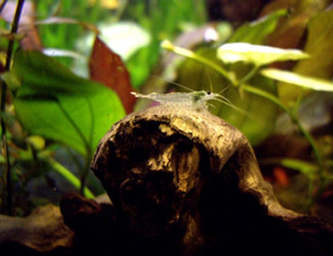 corals inverts - caridina japonica - japonica amano shrimp stocking in 40 gallons tank - Cardina Japonica corals inverts - caridina japonica - japonica amano shrimp stocking in 40 gallons tank - Cardina Japonica