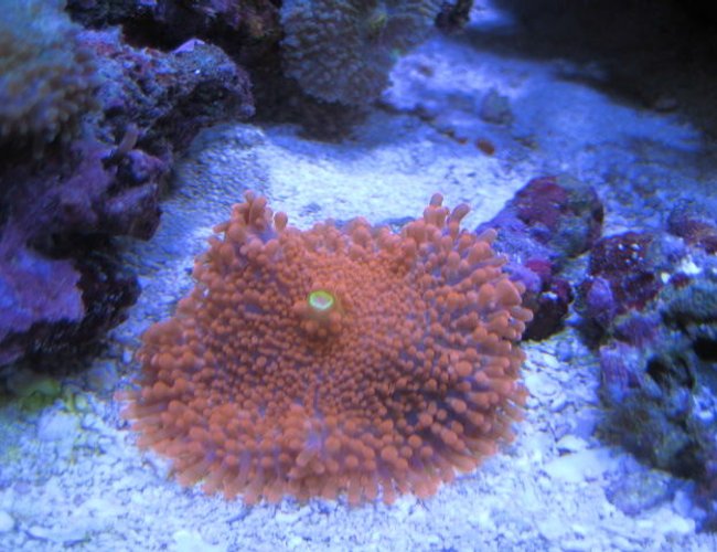 corals inverts - ricordea yuma - ricordea mushroom stocking in 46 gallons tank - More Corals corals inverts - ricordea yuma - ricordea mushroom stocking in 46 gallons tank - More Corals