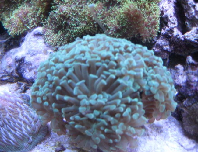 corals inverts - euphyllia paradivisa - frogspawn coral - branched stocking in 46 gallons tank - Corals corals inverts - euphyllia paradivisa - frogspawn coral - branched stocking in 46 gallons tank - Corals