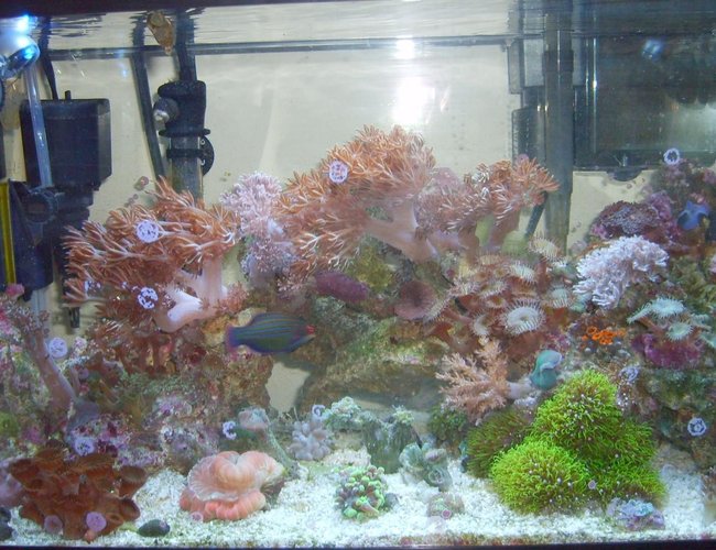 corals inverts - heteroxenia sp. - heteroxenia polyp stocking in 10 gallons tank - awesome very very pretty corals inverts - heteroxenia sp. - heteroxenia polyp stocking in 10 gallons tank - awesome very very pretty
