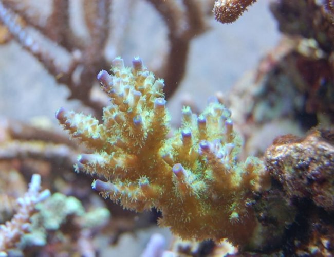 corals inverts - acropora tenuis - tenuis, green with purple tips stocking in 210 gallons tank - Acropora tenuis corals inverts - acropora tenuis - tenuis, green with purple tips stocking in 210 gallons tank - Acropora tenuis