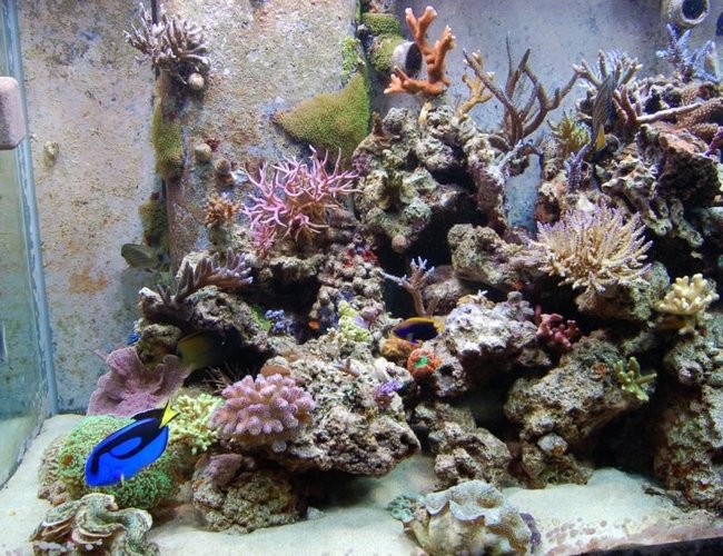 corals inverts - seriatopora hystrix - birdsnest coral stocking in 210 gallons tank - Left side corals inverts - seriatopora hystrix - birdsnest coral stocking in 210 gallons tank - Left side