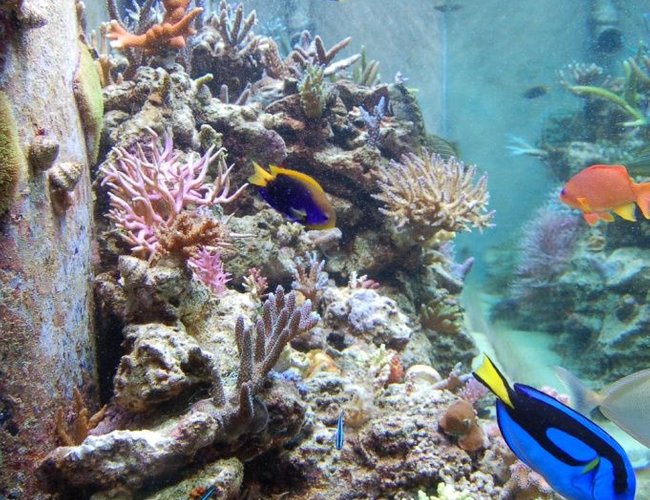 corals inverts - seriatopora hystrix - birdsnest coral stocking in 210 gallons tank - Side view corals inverts - seriatopora hystrix - birdsnest coral stocking in 210 gallons tank - Side view
