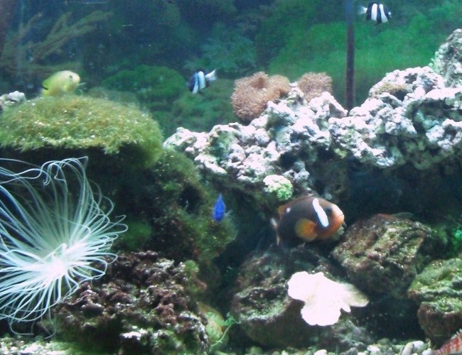 corals inverts - rhyzotrochus typus - white rhyzo stocking in 55 gallons tank - 55G corals inverts - rhyzotrochus typus - white rhyzo stocking in 55 gallons tank - 55G
