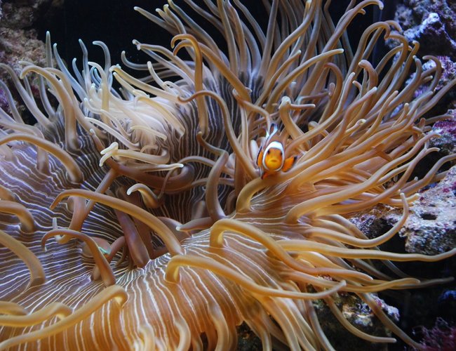 corals inverts - macrodactyla doreensis - long tentacle anemone stocking in 55 gallons tank - Long tentacle anemone corals inverts - macrodactyla doreensis - long tentacle anemone stocking in 55 gallons tank - Long tentacle anemone