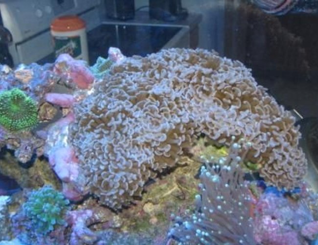 corals inverts - euphyllia ancora - hammer / anchor coral stocking in 55 gallons tank - Hammer corals inverts - euphyllia ancora - hammer / anchor coral stocking in 55 gallons tank - Hammer