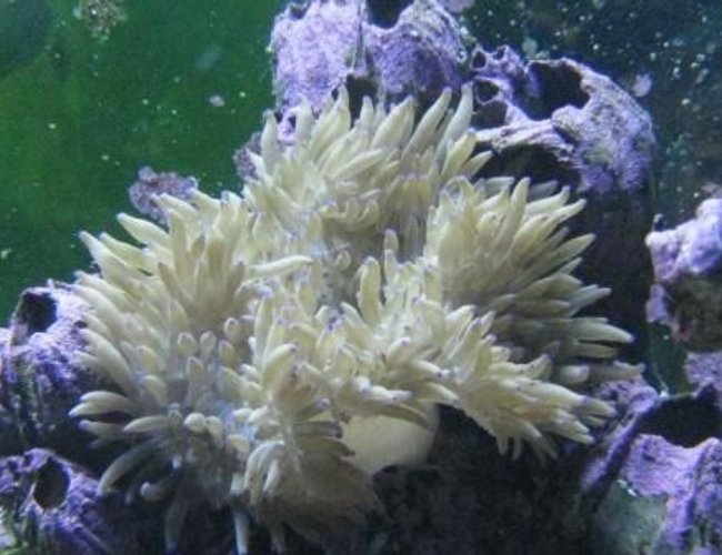 corals inverts - heteractis crispa - sebae anemone stocking in 125 gallons tank - Sebae Anemone corals inverts - heteractis crispa - sebae anemone stocking in 125 gallons tank - Sebae Anemone