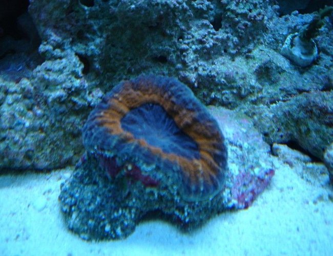 corals inverts - trachyphyllia geoffroyi - brain coral, trachyphyllia stocking in 20 gallons tank - BRAIN corals inverts - trachyphyllia geoffroyi - brain coral, trachyphyllia stocking in 20 gallons tank - BRAIN